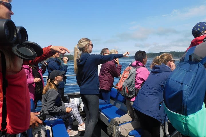Half-Day Whale Watching Adventure from Telegraph Cove image