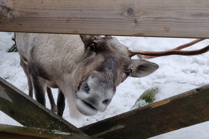 5-hour sightseeing in Helsinki and Nuuksio Reindeer Park image