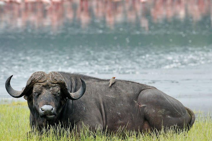 Nakuru National Park Day Trip image