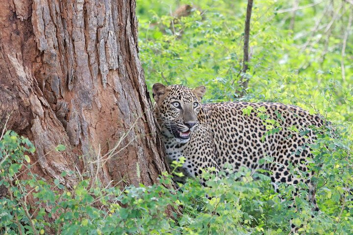 Evening Safari - Yala National Park with Janaka safari - 02.00 pm to 06.30 pm image