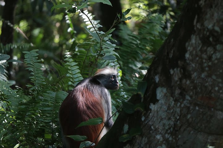 Half-Day Private Jozani Chwaka Bay Forest Tour in Zanzibar image