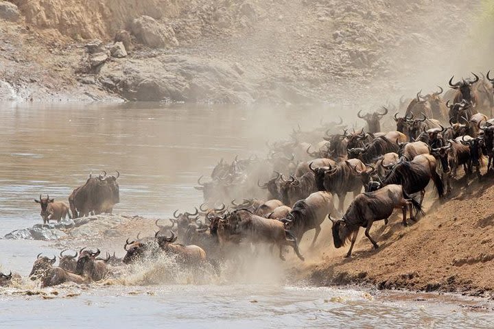 4 Day Wildebeest Migration Budget Camping Safaris image