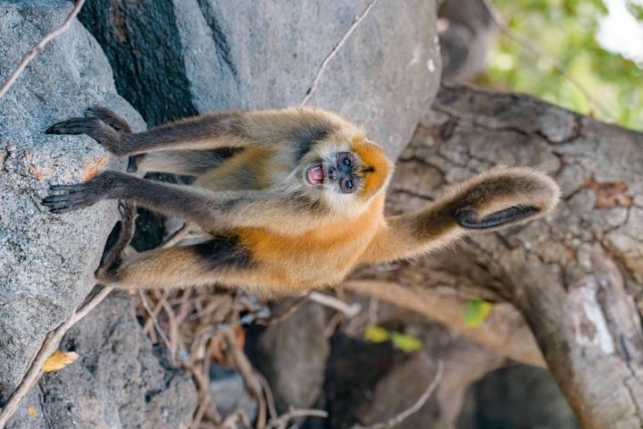 Nicaragua Full-Day Tour from Costa Rica image