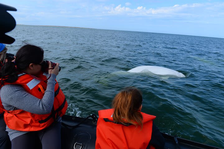 Subarctic Discovery: Churchill Beluga Whales image