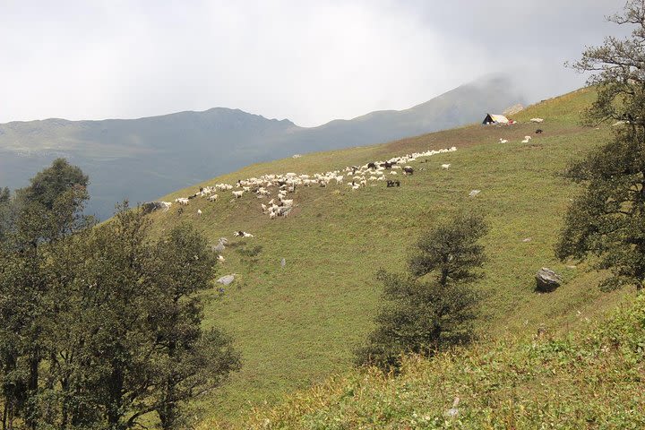 Bhrigu Lake Trek in Himalayas by The Countryside Travels image