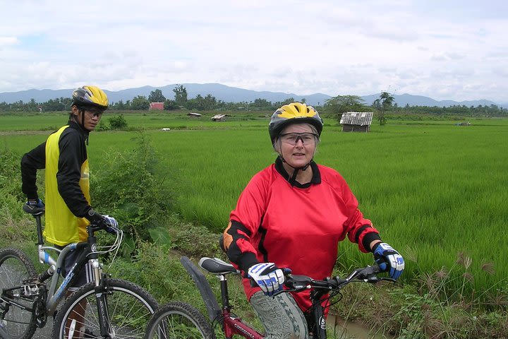 Rice Field Visions image