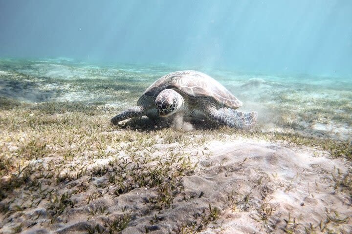 Abu Dabbab Beach Full Day Trip Snorkeling with Turtles image