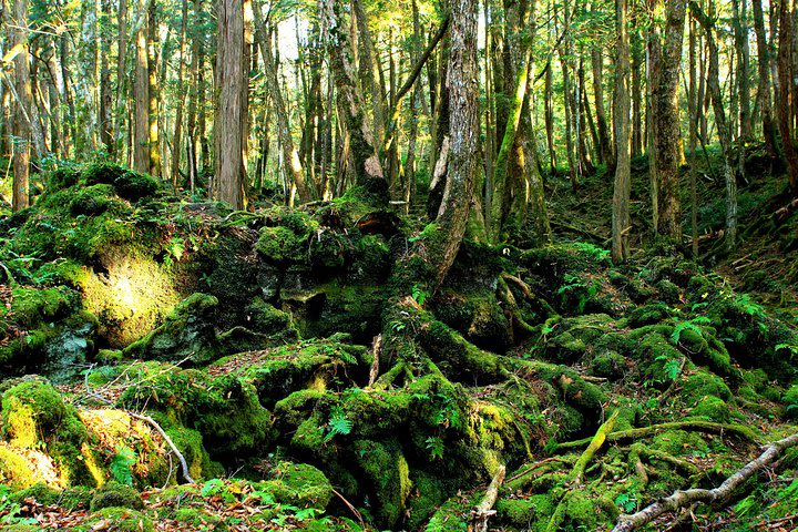 Trekking Experience of Aokigahara Sea Of Trees and Caves Exploration image