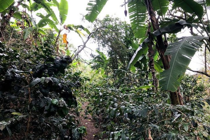 Organic Coffee farm experience and the Tequendama waterfall image