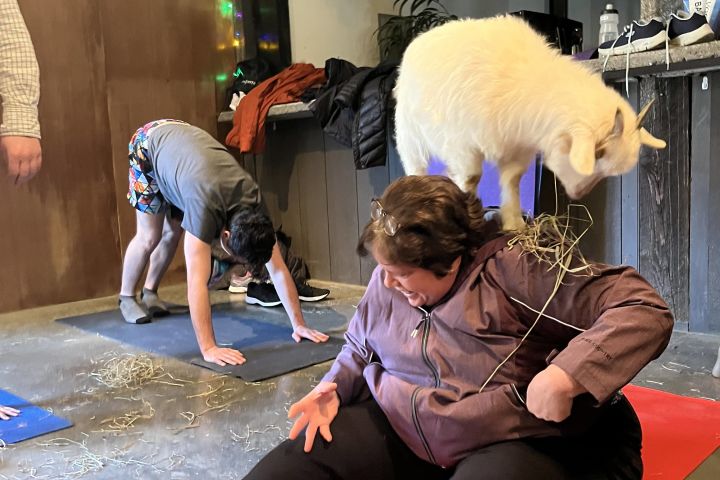 Goat Yoga in Asheville image