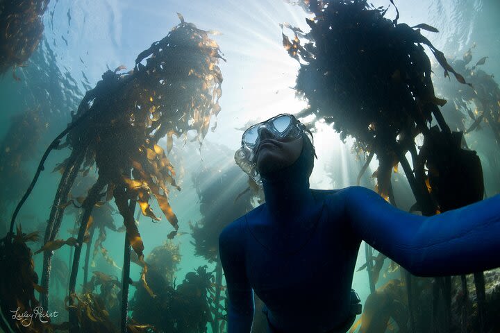 Snorkel Safari image