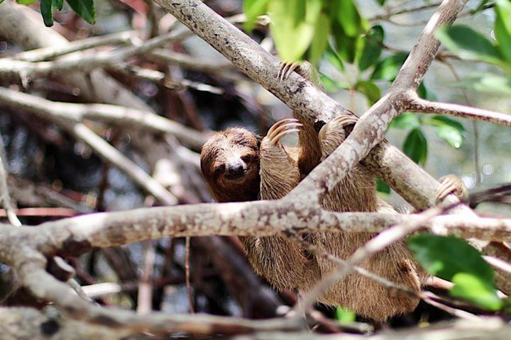  Daniel Johnson's Monkey & Sloth Hangout + Beach Day image