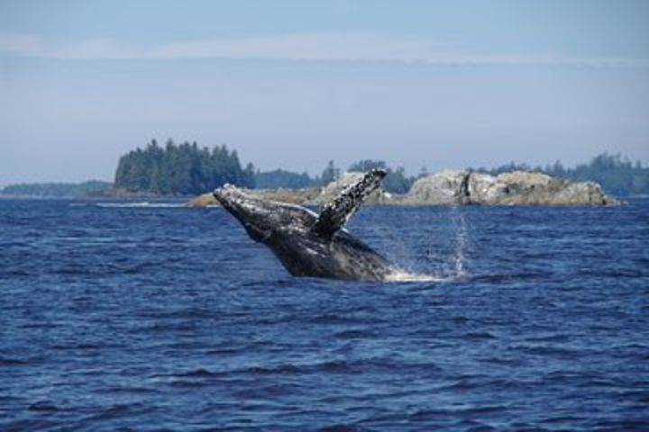 Small-Group Pacific Ocean Islands Kayak Tour image