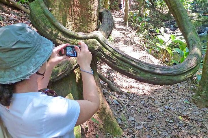 Ecotour of São Paulo image