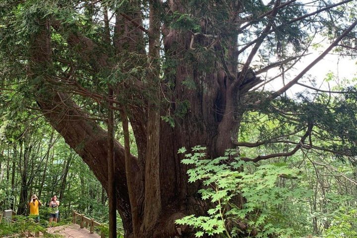 Hiking + Ropeway (special mountain view!) image