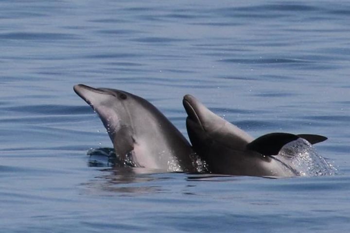 Sardinia Sunset Dolphin Watching Cruise image
