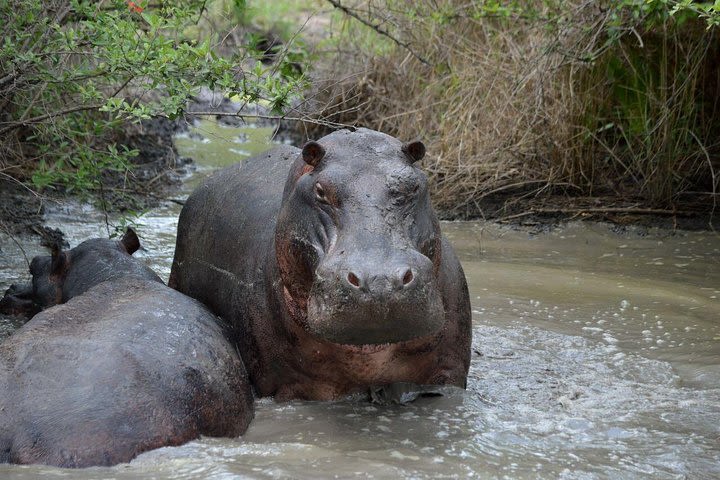 2 Days/1 Night Express Masai Mara image