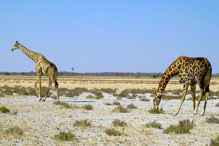 8-Day Sossusvlei, Swakopmund & Etosha National Park (Camping) image