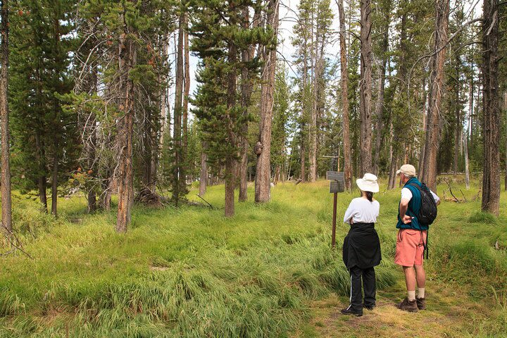 Yellowstone Walking Safari Full-Day Private Tour from Gardiner image