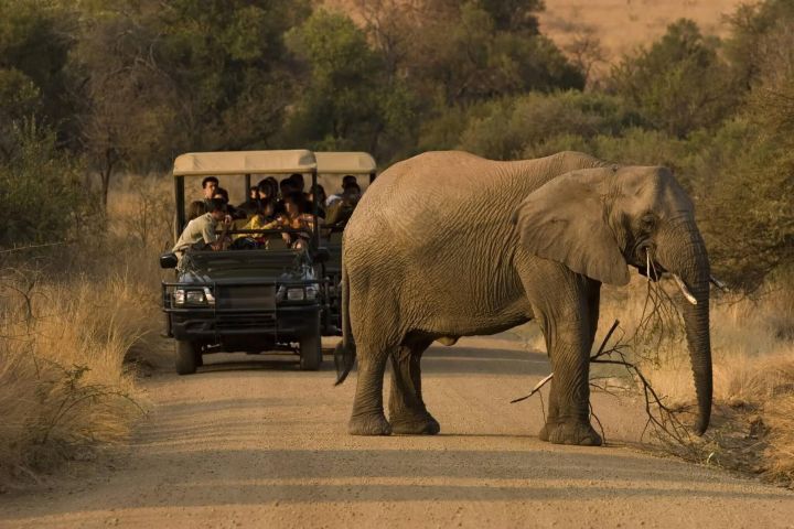 3-Day Pilanesberg Tented Safari Camp image