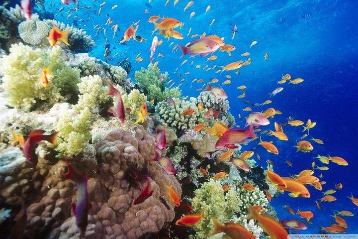 Marsa Mubarak Snorkeling Sea Trip With Lunch – Marsa Alam image