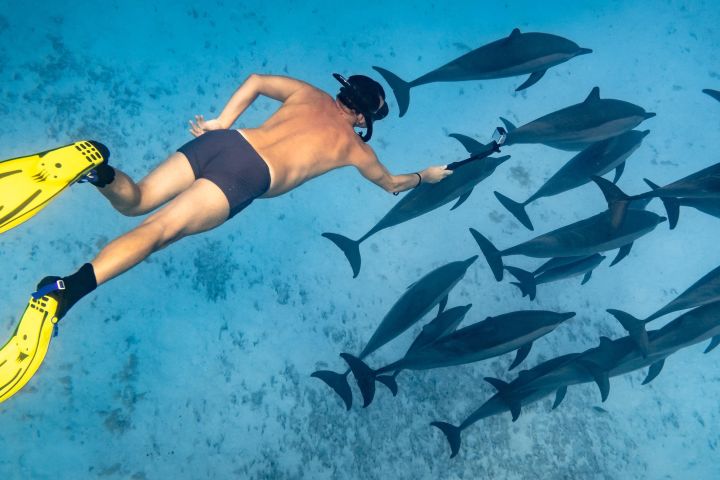 Sataya Reefs Dolphin Snorkel Cruise with Lunch image