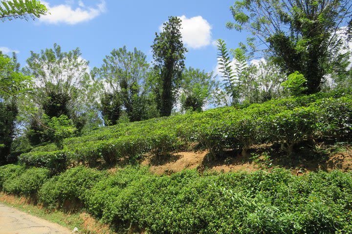 Day tour to Nuware Eliya (Littel England) From Kandy image