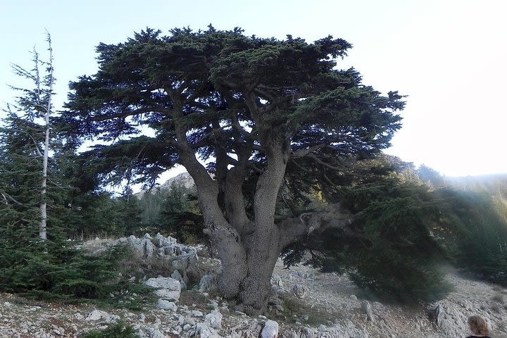 Beiteddine and Al-Chouf Cedar Reserve image