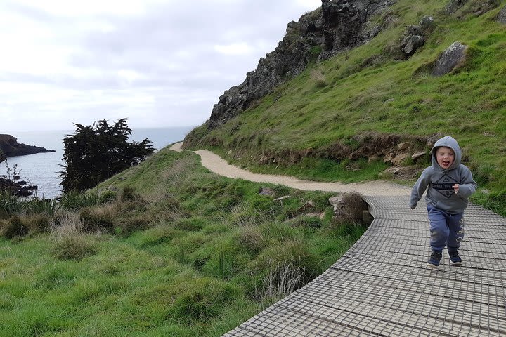 Godley Head Guided Walking Tour & Senic Drive - Adventure By Nature image