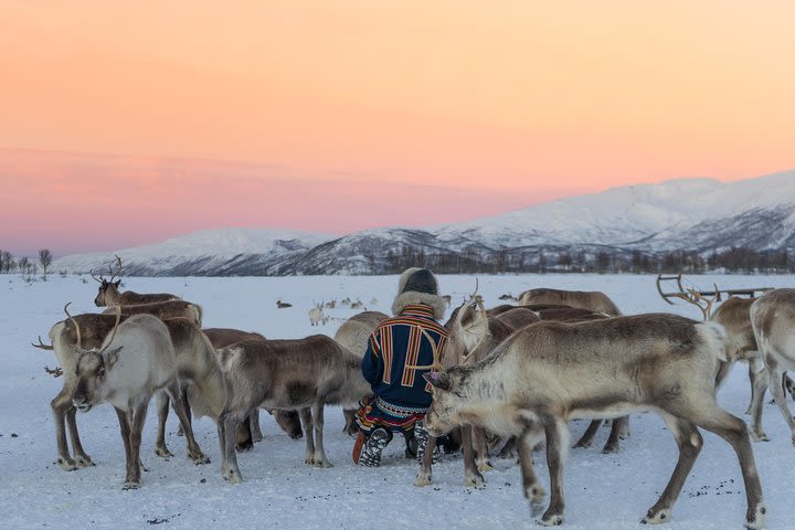 Reindeer visit, and Sami Culture Including Lunch from Tromso image