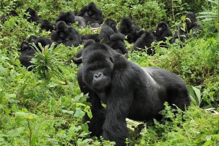 2-Days Gorilla Trekking in Bwindi Forest From Kigali image