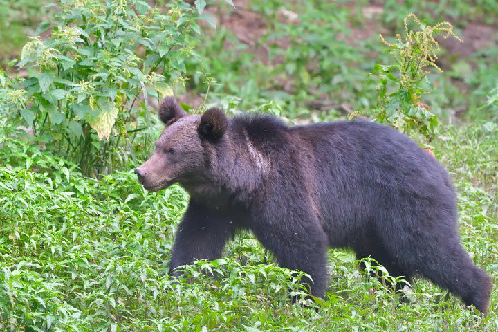 Small-Group Brown Bear-Watching Experience from Brasov image