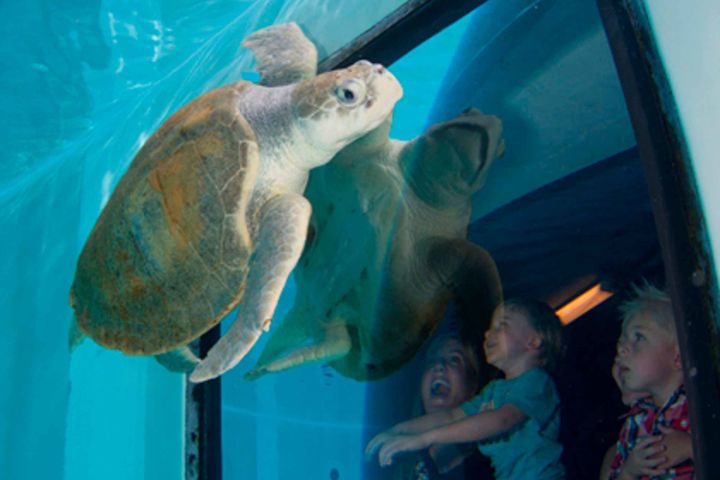 Clearwater Marine Aquarium Entrance Ticket image
