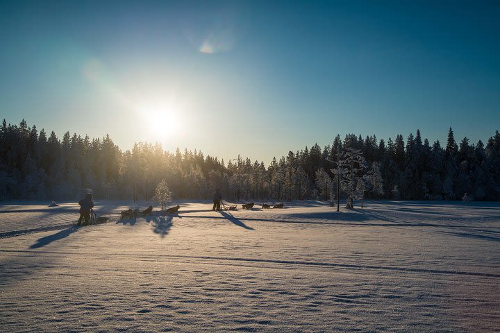 Be a musher! Husky tour into the arctic wilderness image