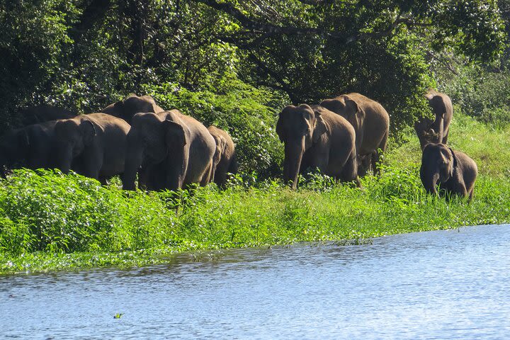 Wasgamuwa National Park Safari from Dambulla image