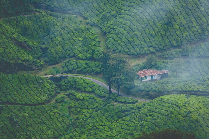 Virgin forest travel explores off road holiday in Munnar. image