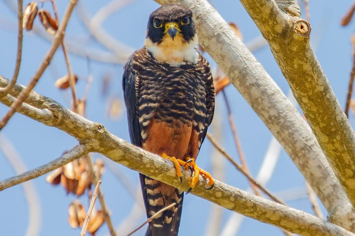 Rio Maya Bird Sanctuary and Spanish Lookout all Inclusive Birdwatching Tour image