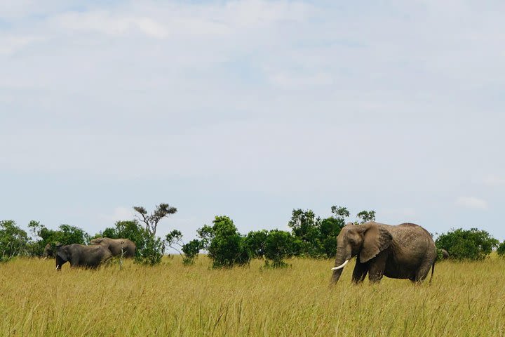  5 days Amboseli Tsavo National Park image