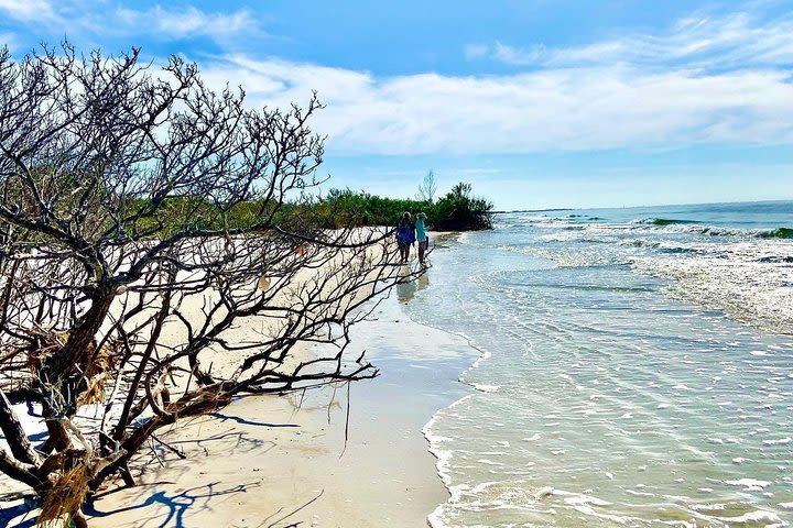 Clear Kayak Tour of Shell Key Preserve and Tampa Bay Area image