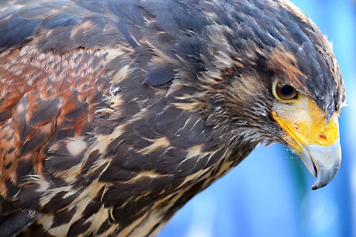 Beginners Falconry Experience image