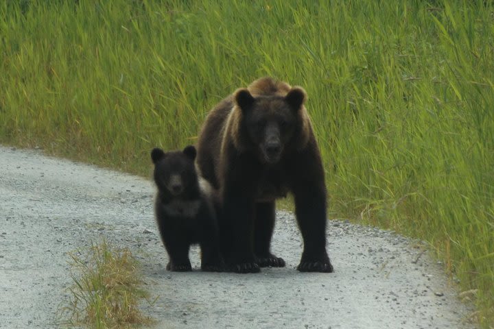 Chichagof Island Tour: Brown Bear Search image