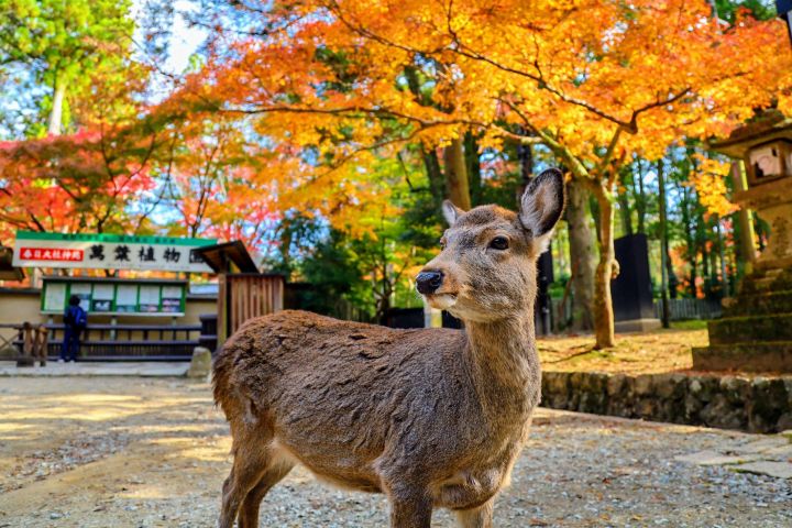 Morning Wonder World Heritage Nara Guided Tour image