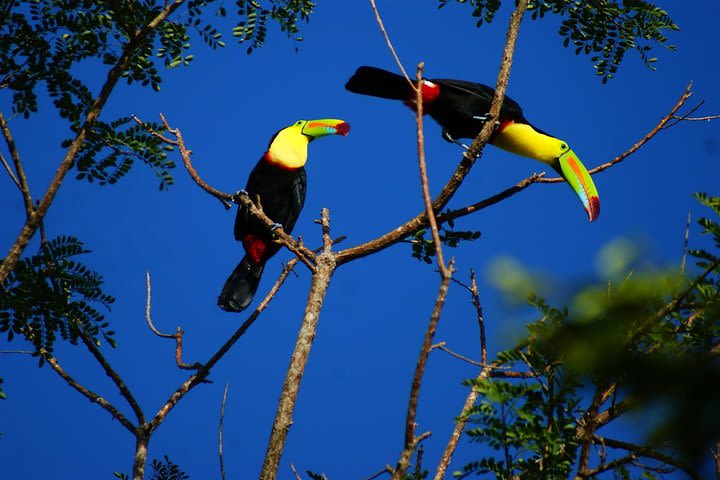 Private Rincon de la Vieja Volcano combo Tour  image