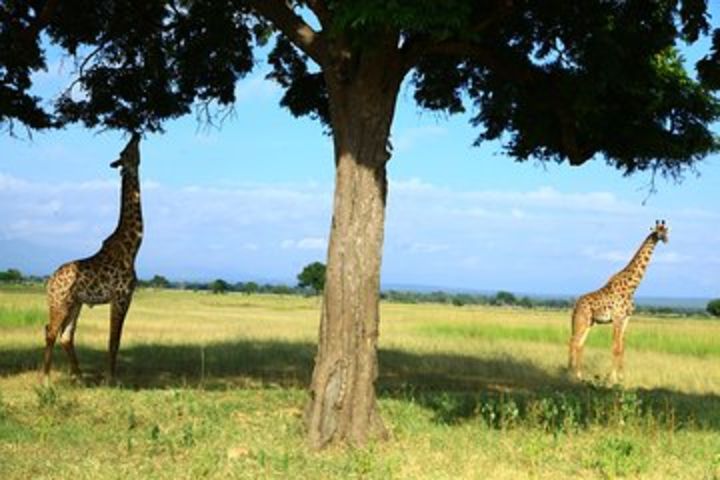 Mikumi National Park(3Days) image