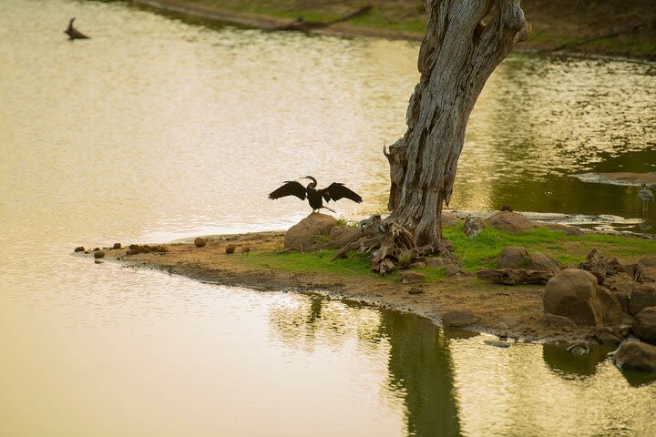 Yala National Park Private Safari Tour image