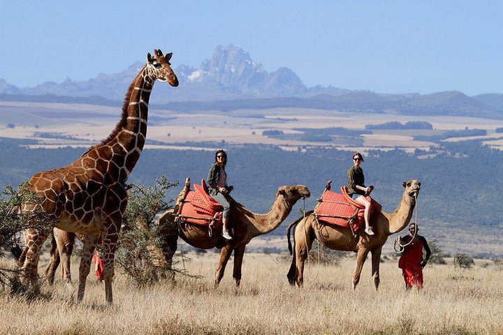 The Lion King: Best Of Kenya Safari (Culture, Wildlife & National Parks) 7-Days image