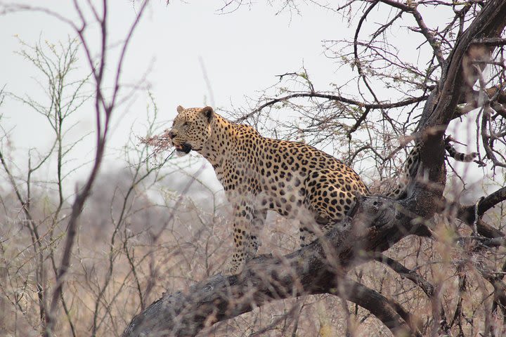 3 Day Etosha National Park Self-Drive Tour (B&B) image