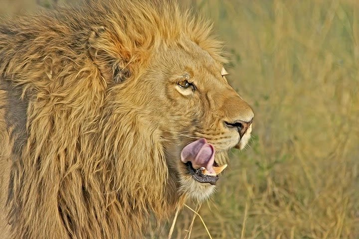 Nairobi National Park Safari Tour image