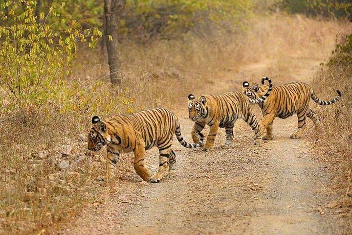 4-Day Ranthambore Tiger Safari Tour to Agra and Jaipur from Delhi image