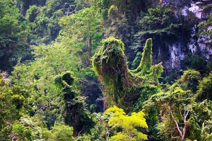 Los Haitises National Park Private boat – Hiking 4 Hours Moist Forest Trail. image